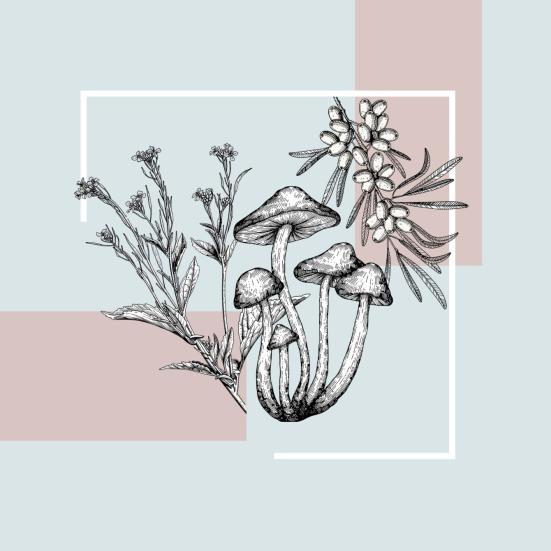 Illustration af svampe og vilde planter på en lys grafisk baggrund.